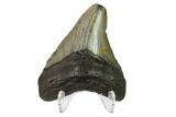Bargain, Fossil Megalodon Tooth - North Carolina #145424-2